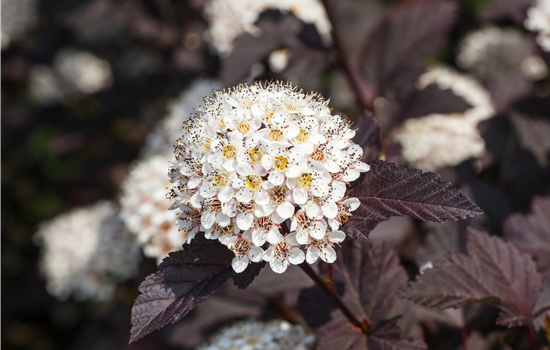 Physocarpus opulif.'Summer Wine'