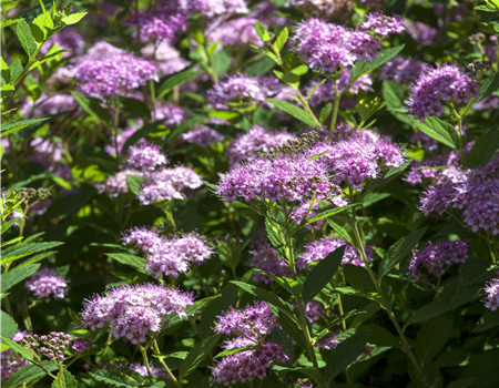 Spiraea jap. 'Double Play Artist'