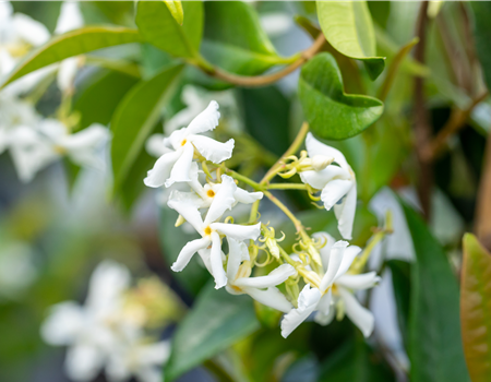 Trachelospernum jasminoides