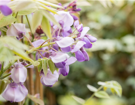 Wisteria sinensis 'Prolific' (sin)