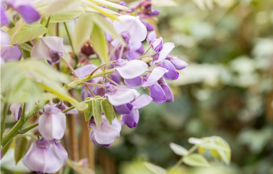 Wisteria sinensis 'Prolific' (sin)