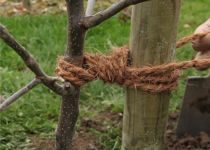 Anbindestellen von Gehölzen kontrollieren Anbindestellen von Gehölzen kontrollieren