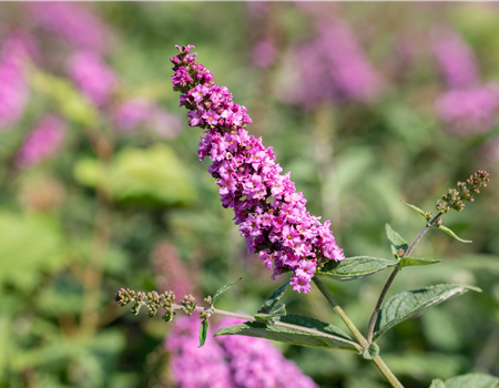 Buddleja 'Pink Micro Chip'