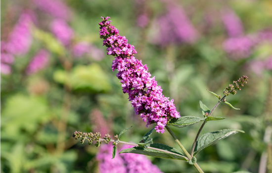 Buddleja 'Pink Micro Chip'