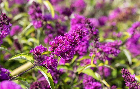 Buddleja davidii 'Tutti Frutti'
