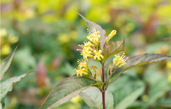 Diervilla splendens 'Kodiak Red' Diervilla splendens 'Kodiak Red'