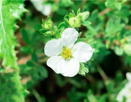 Potentilla frut. 'Bella Bianca'