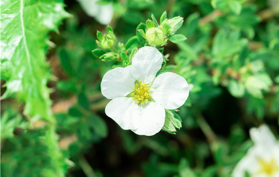 Potentilla frut. 'Bella Bianca'