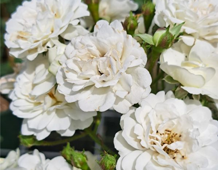 Rosa 'Guirlande d'Amour' Rosa 'Guirlande d'Amour'