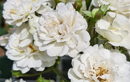 Rosa 'Guirlande d'Amour'