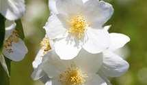 Duftender Bauernjasmin