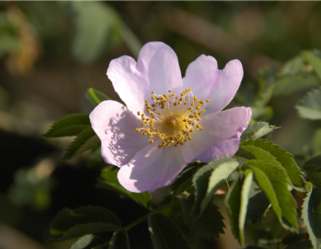 Rosa 'Pillnitzer Vitaminrose'