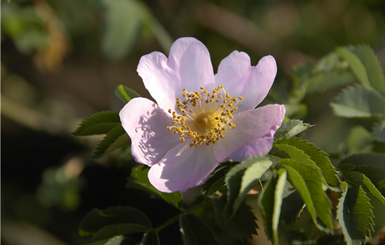 Rosa 'Pillnitzer Vitaminrose'