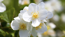 Duftender Bauernjasmin