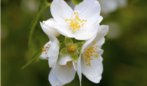 Duftender Bauernjasmin