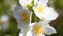 Duftender Bauernjasmin