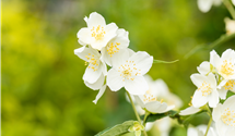 Duftender Bauernjasmin