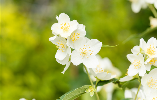 Philadelphus 'Natchez'
