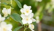 Duftender Bauernjasmin