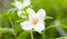 Duftender Bauernjasmin