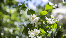 Duftender Bauernjasmin