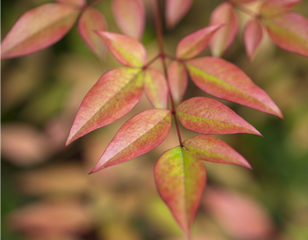 Nandina domestica