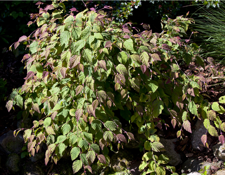 Corylopsis spicata Corylopsis spicata