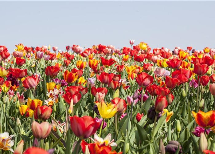 Vergessene Zwiebeln pflanzen