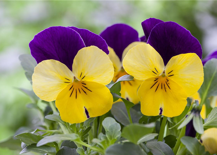 Fleur primeur - zarte Frühlingsgrüße aus dem Blumengarten