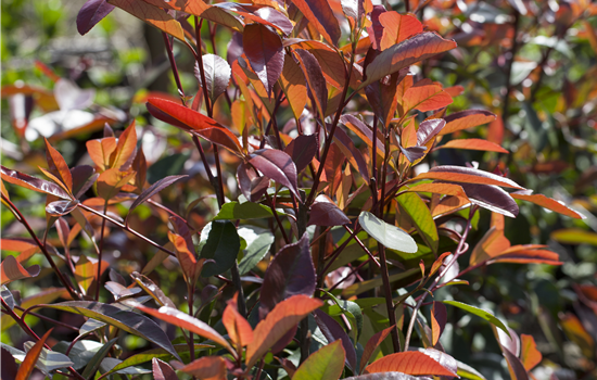 Photinia fras. 'Red Robin'