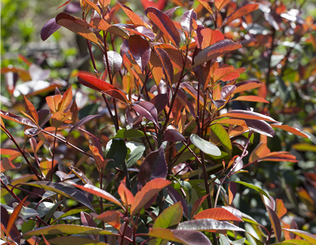 Photinia fras. 'Red Robin'