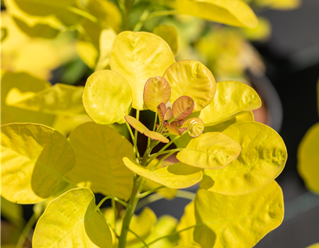 Cotinus coggygria 'Golden Lady'