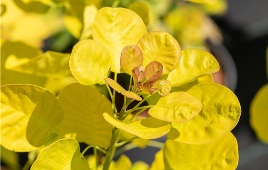 Cotinus coggygria 'Golden Lady'