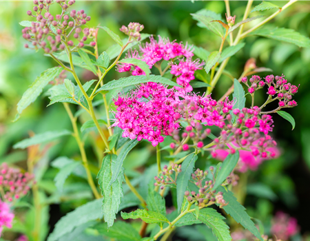 Spiraea jap. 'Neon Flash' Spiraea jap. 'Neon Flash'