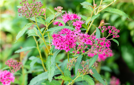 Spiraea densiflora