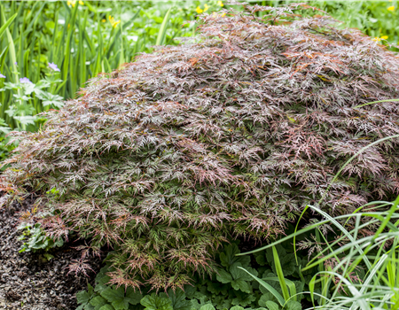 Acer palmatum 'Garnet'
