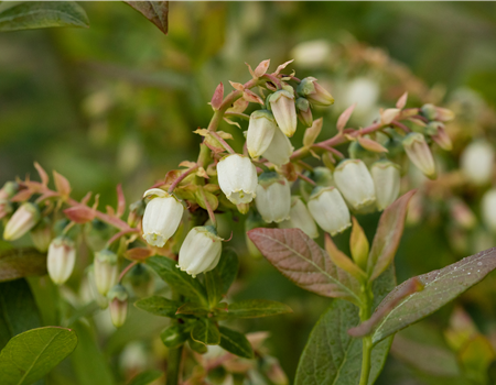 Vaccinium cory. 'Elisabeth'