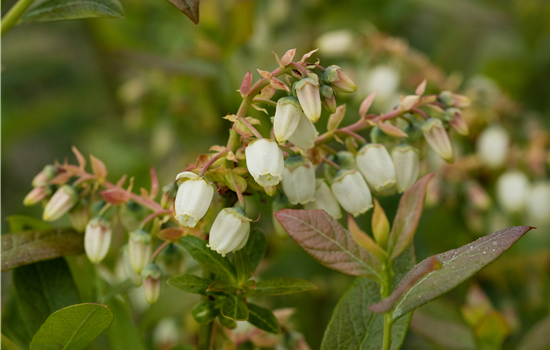 Vaccinium cory. 'Elisabeth'