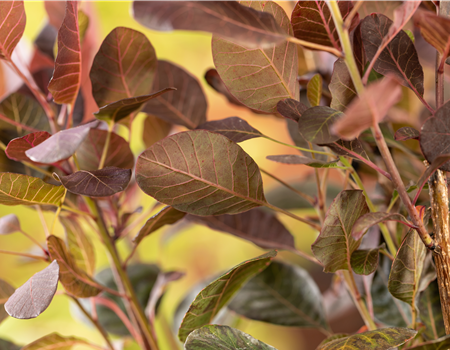 Cotinus coggygria 'Lilla'