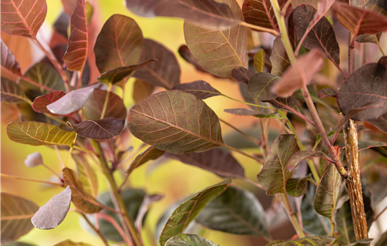 Cotinus coggygria 'Lilla'