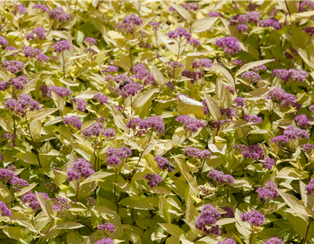 Spiraea japonica 'Golden Princess'