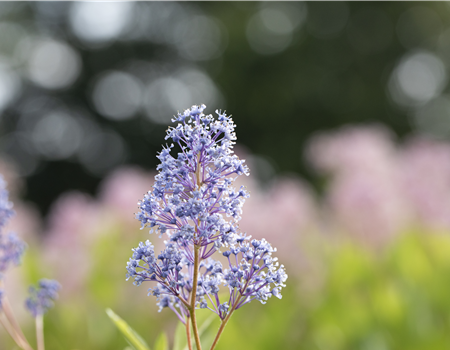 Ceanothus d. 'Gloire de Versailles'