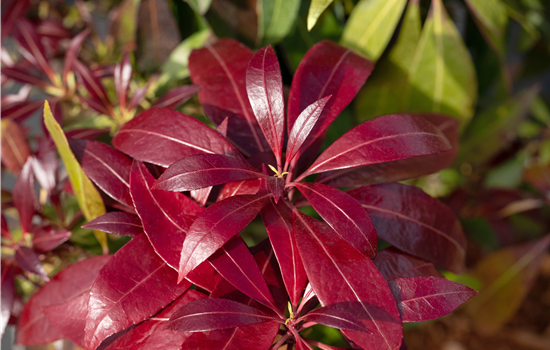 Pieris jap. 'Katsura'