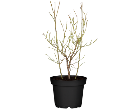 Vaccinium cory. 'Pink Lemonade'