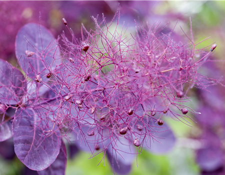 Cotinus coggygria 'Royal Purple'