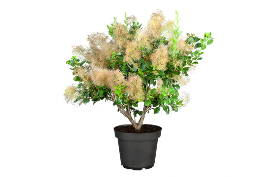 Cotinus coggygria 'Young Lady'