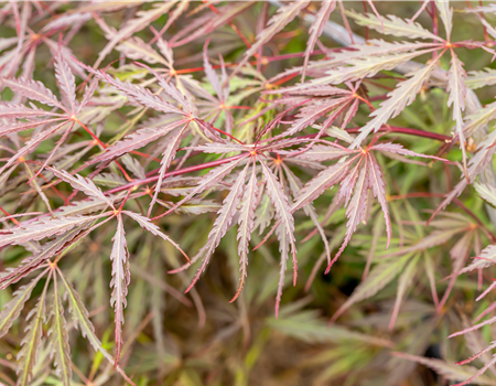 Acer palm. 'Dissectum Tamukeyama'