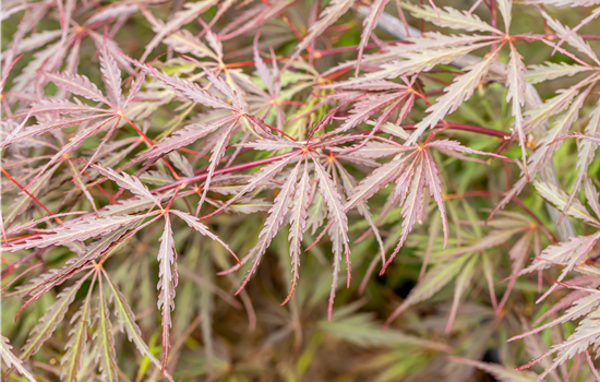 Acer palm. 'Dissectum Tamukeyama' Acer palm. 'Dissectum Tamukeyama'