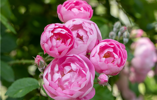 Rosa 'Raubritter'