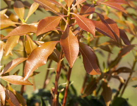 Pieris japonica 'Mountain Fire' Pieris japonica 'Mountain Fire'